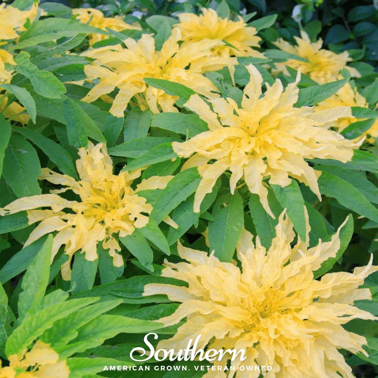 Yellow Amaranth – 100 Seeds