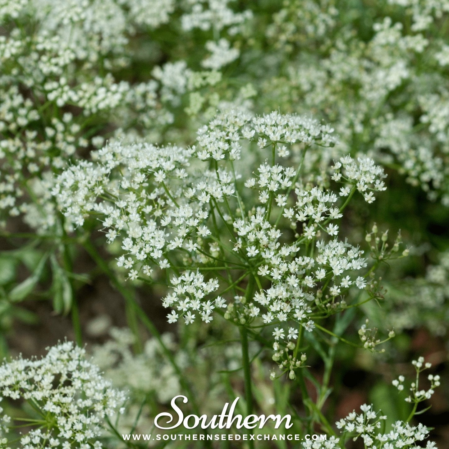 Anise – 100 Seeds