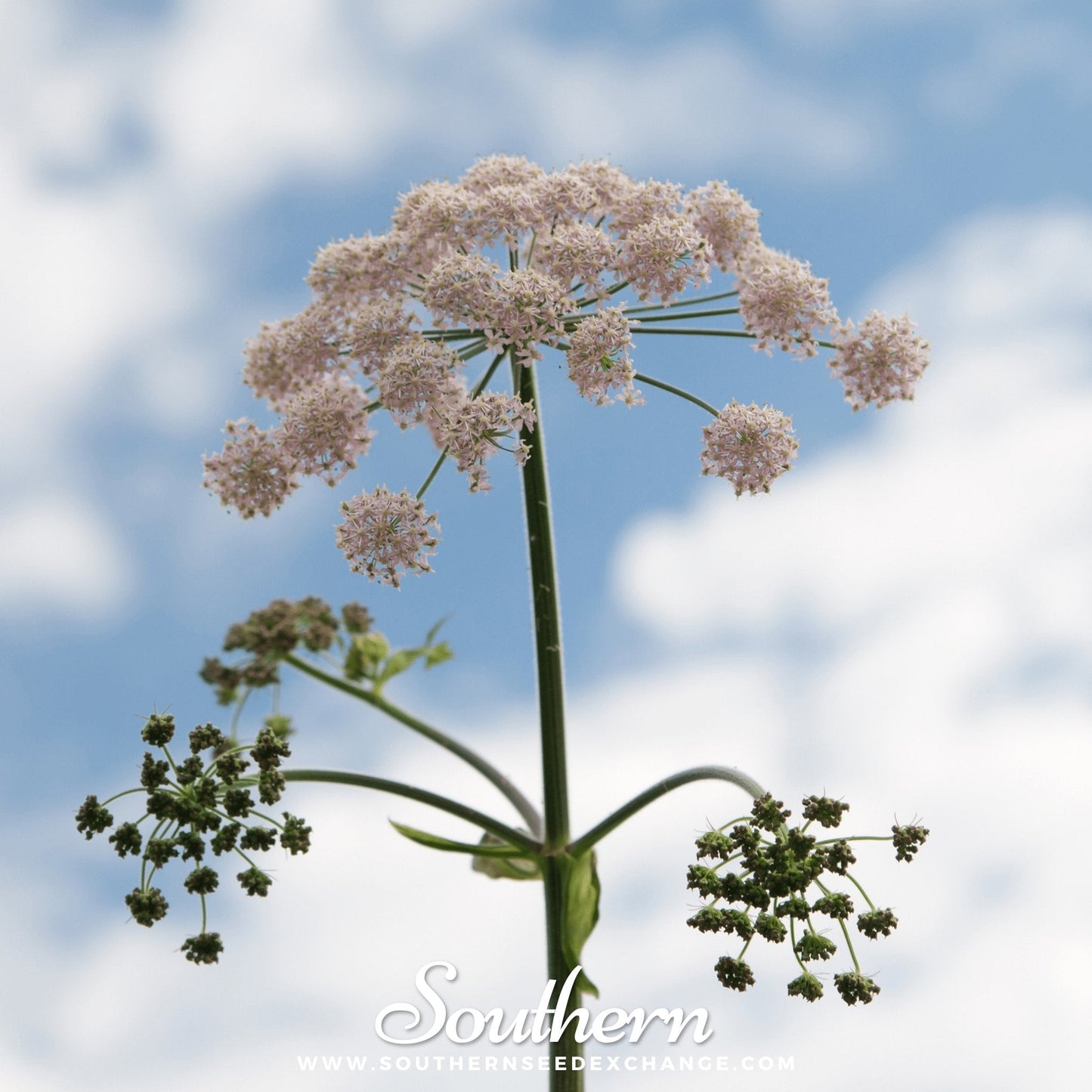 Anise – 100 Seeds