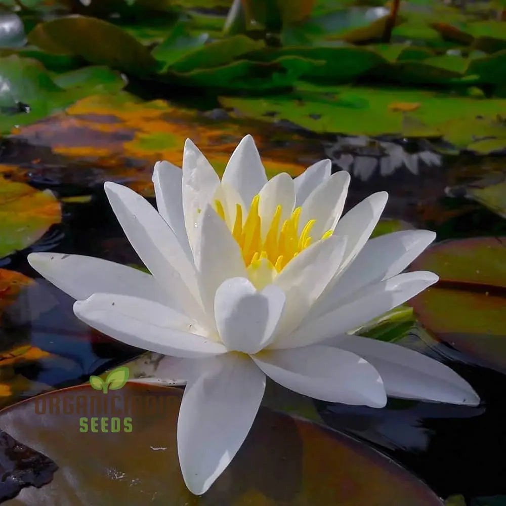 Asiatic White Lotus Seeds for Planting All Seasons, Easy to Grow, Perfect for Gardening