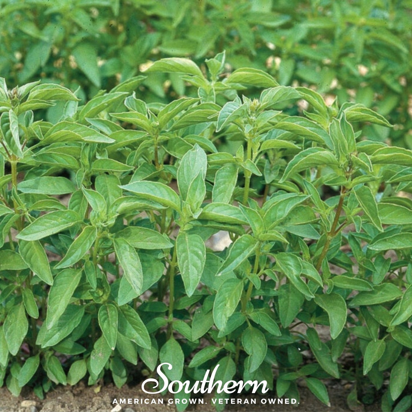 Lime Basil – 250 Seeds