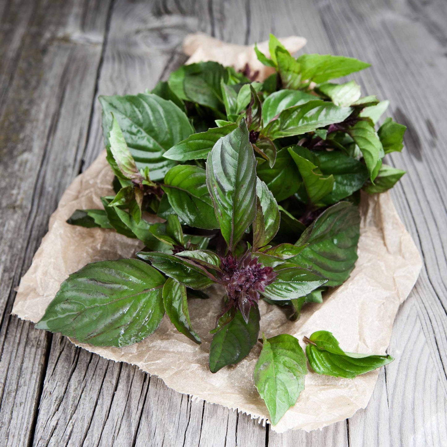 Thai Basil Herb Seeds for Planting – Heirloom, Non-GMO, High Germination Organic Garden Seeds for Culinary Use