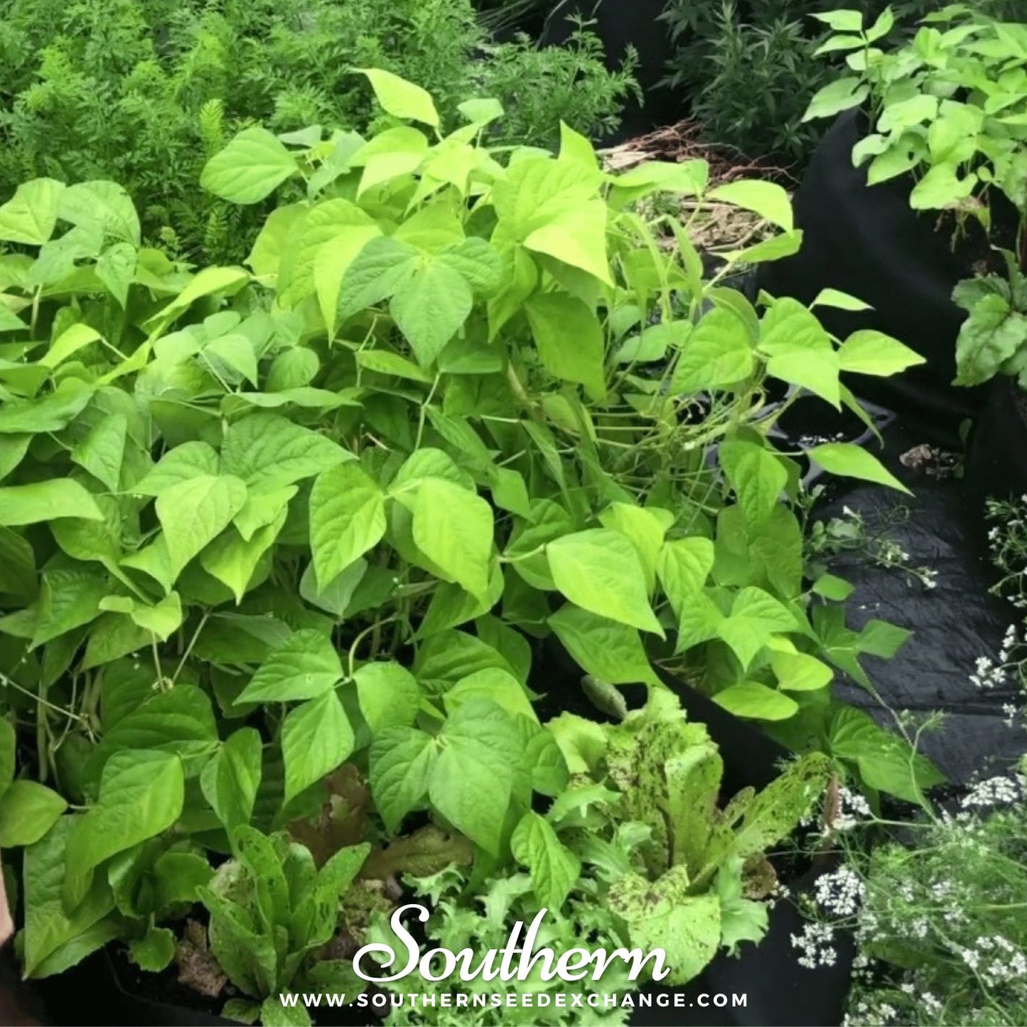 Gold Rush Bean (Bush) – 30 Seeds