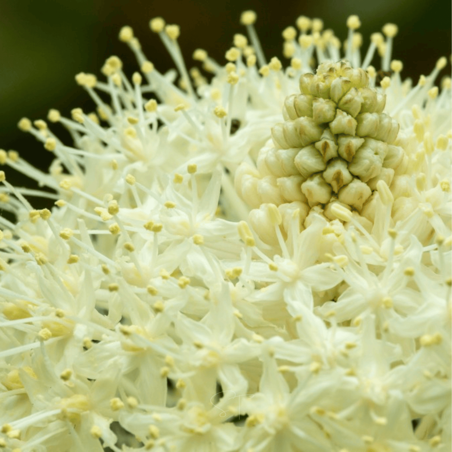Bear Grass – 50 Seeds
