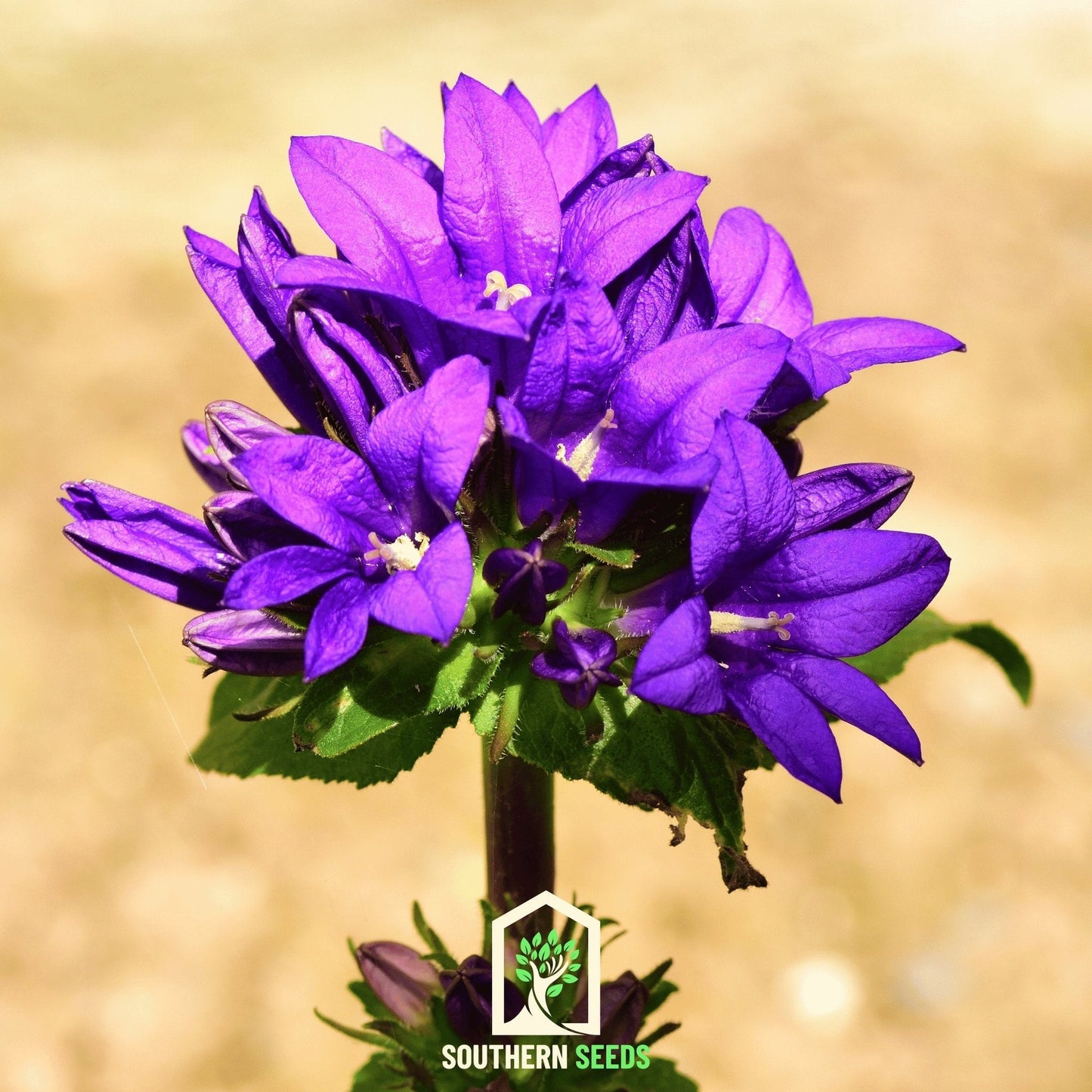 Superba Bellflower – 50 Seeds