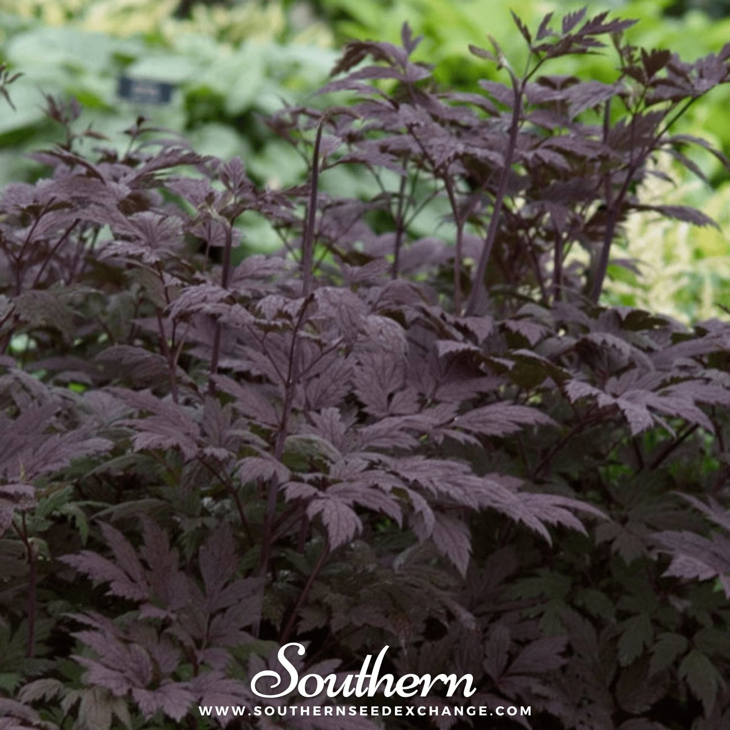 Black Cohosh (Bugbane) – 25 Seeds