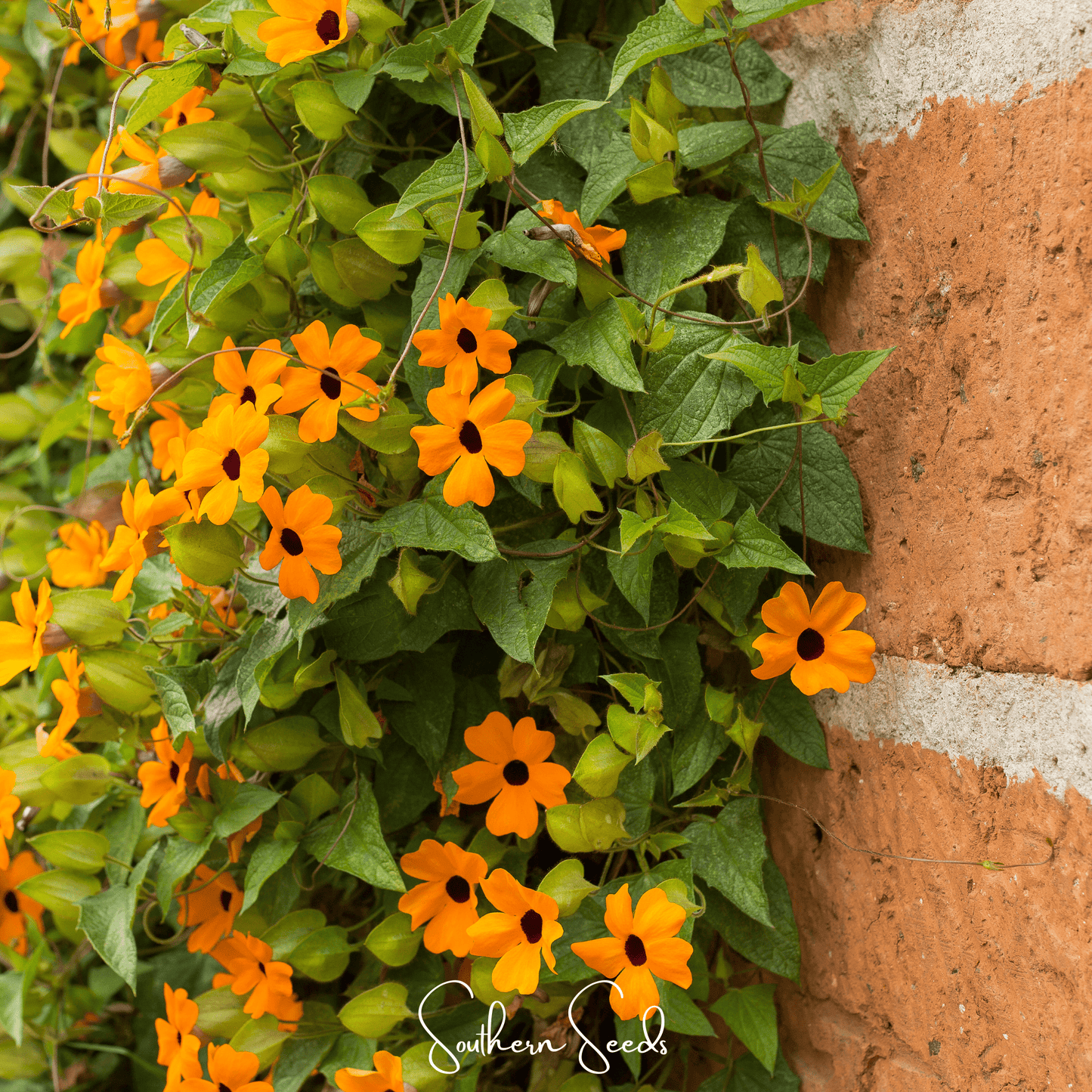 Black Eyed Susan Vine Mix – 50 Seeds