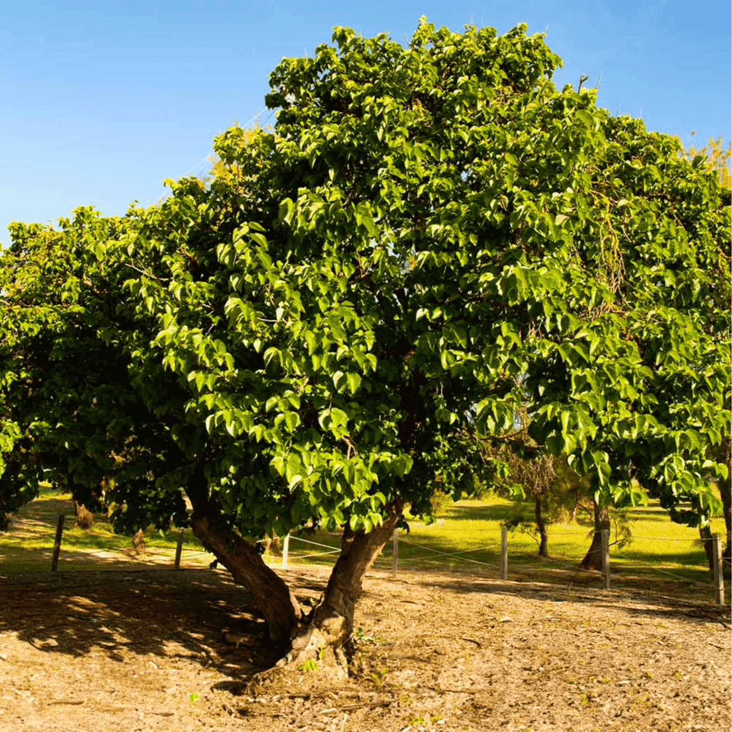 Black Mulberry – 50 Seeds