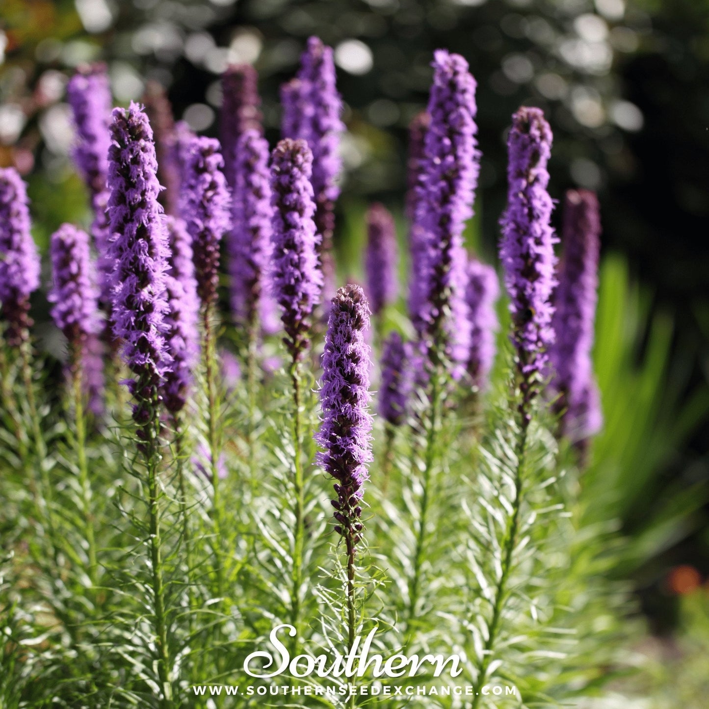 Marsh Blazing Star – 150 Seeds