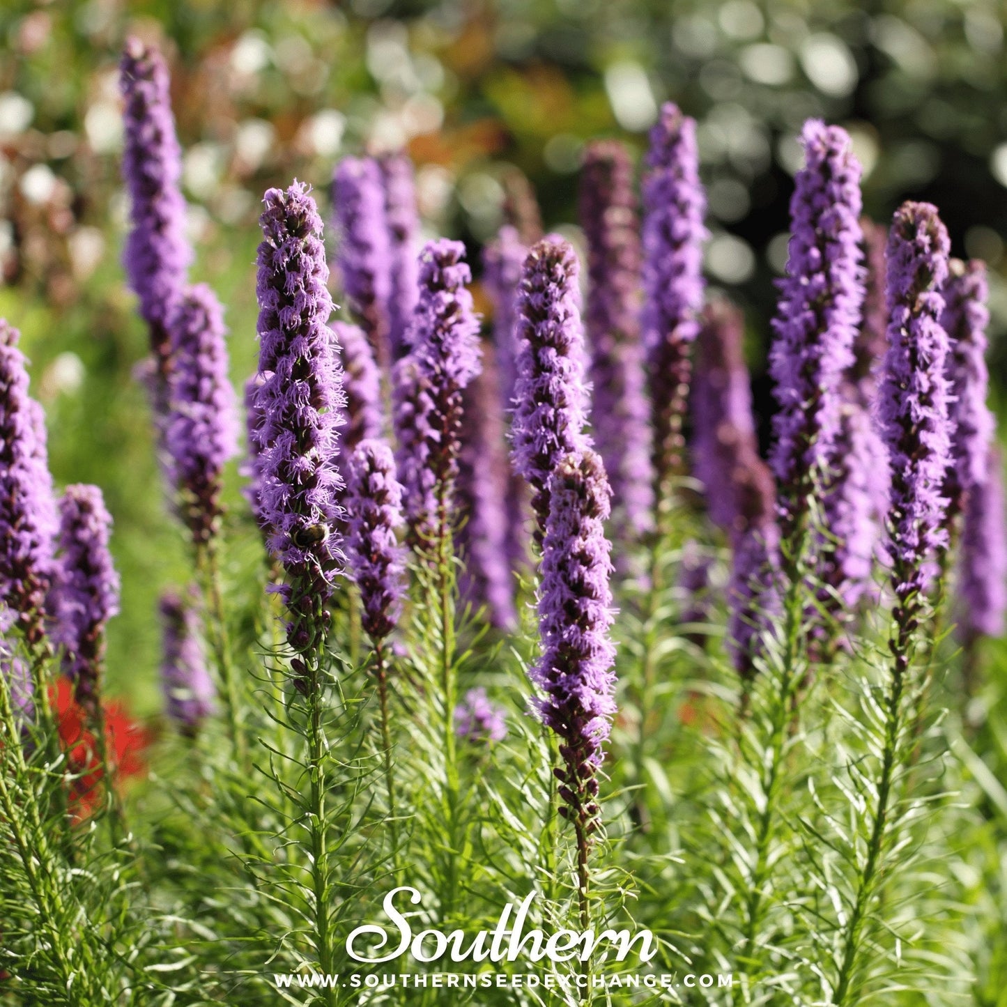 Marsh Blazing Star – 150 Seeds