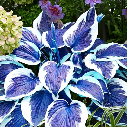 Dark Blue Shade Hosta Seeds – Premium Blue-Leaved Perennial for Shade Gardens