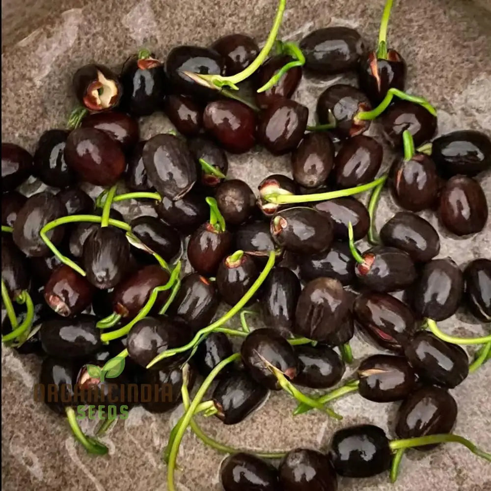 Mixed Bowl Lotus Seeds for Planting Perfect for Water Gardens