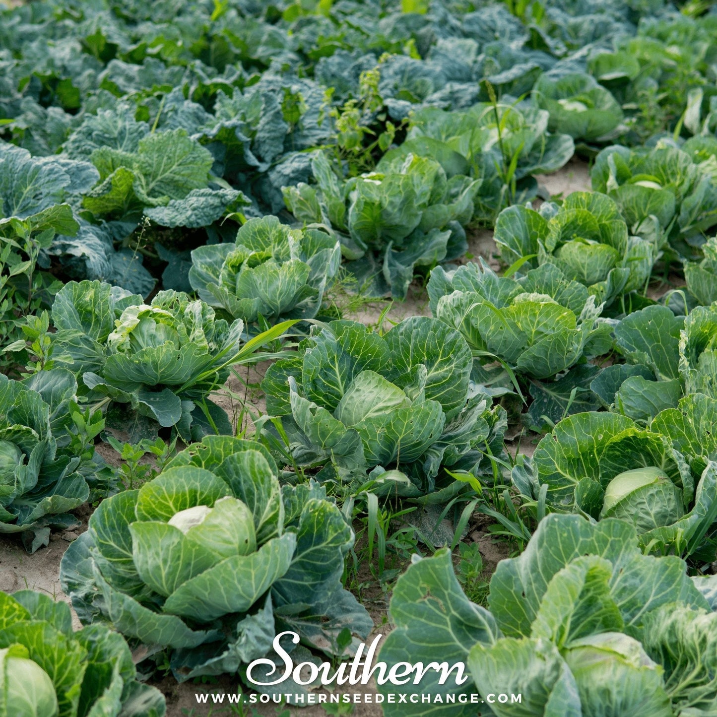 Brunswick Cabbage – 200 Seeds
