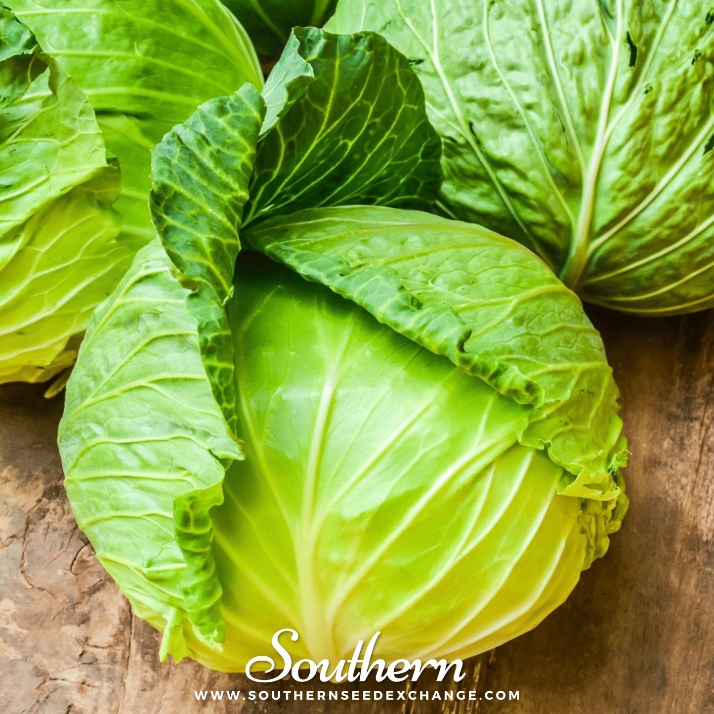 Brunswick Cabbage – 200 Seeds