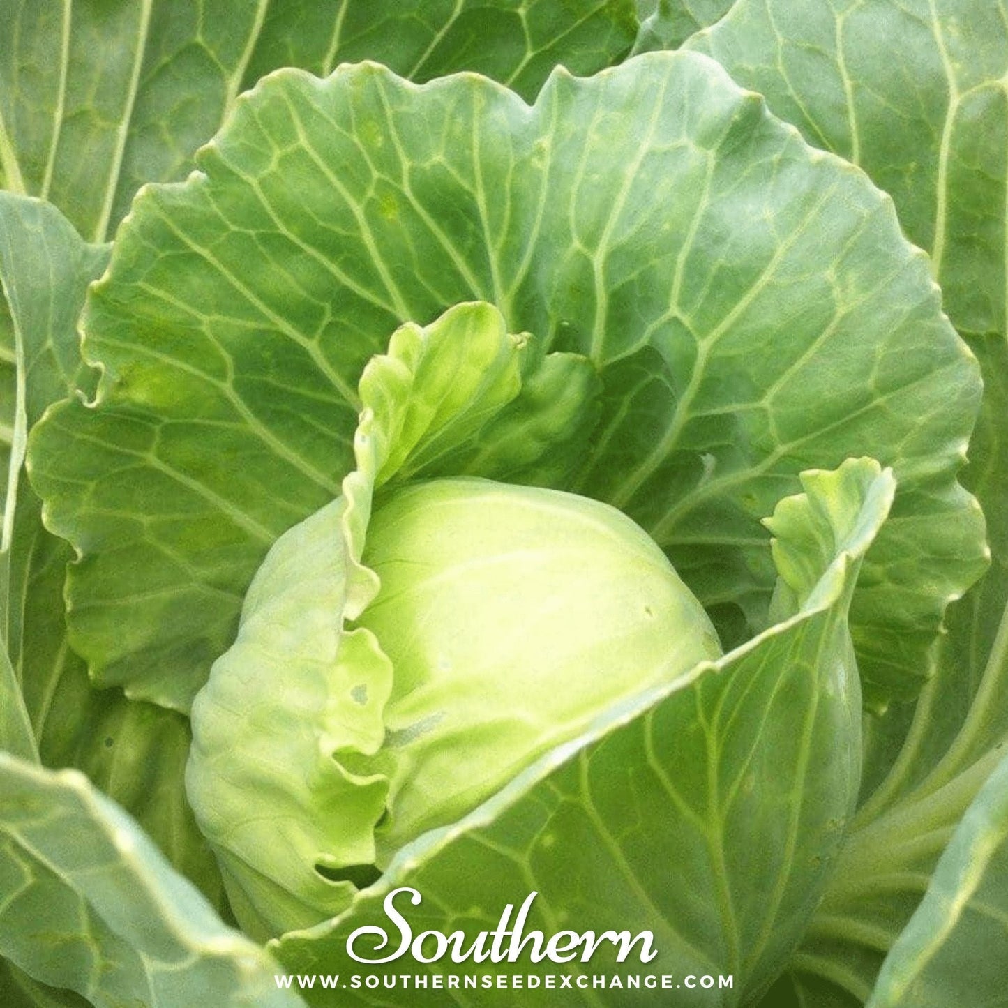 Golden Acre Cabbage – 200 Seeds