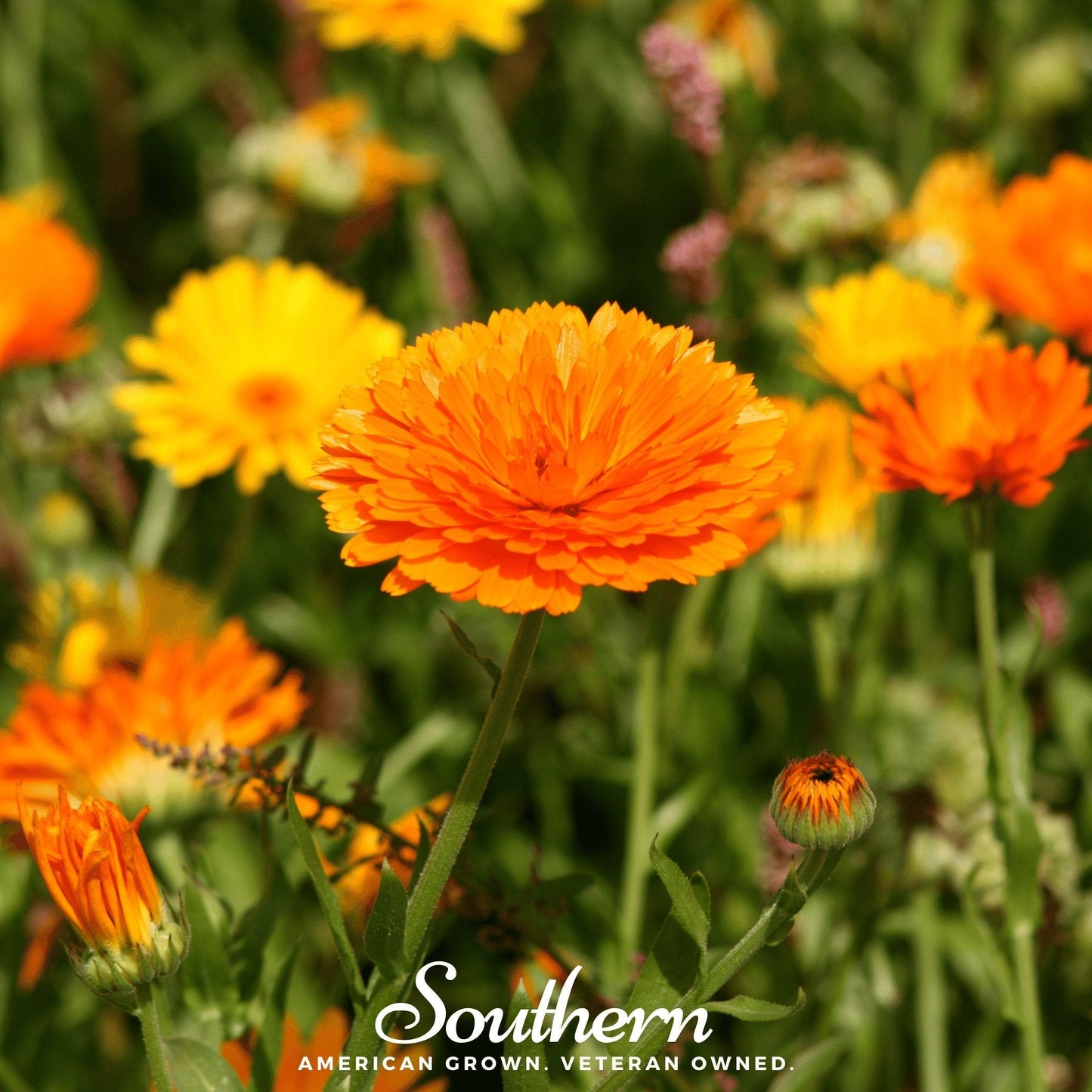 Pacific Beauty Calendula – 100 Seeds