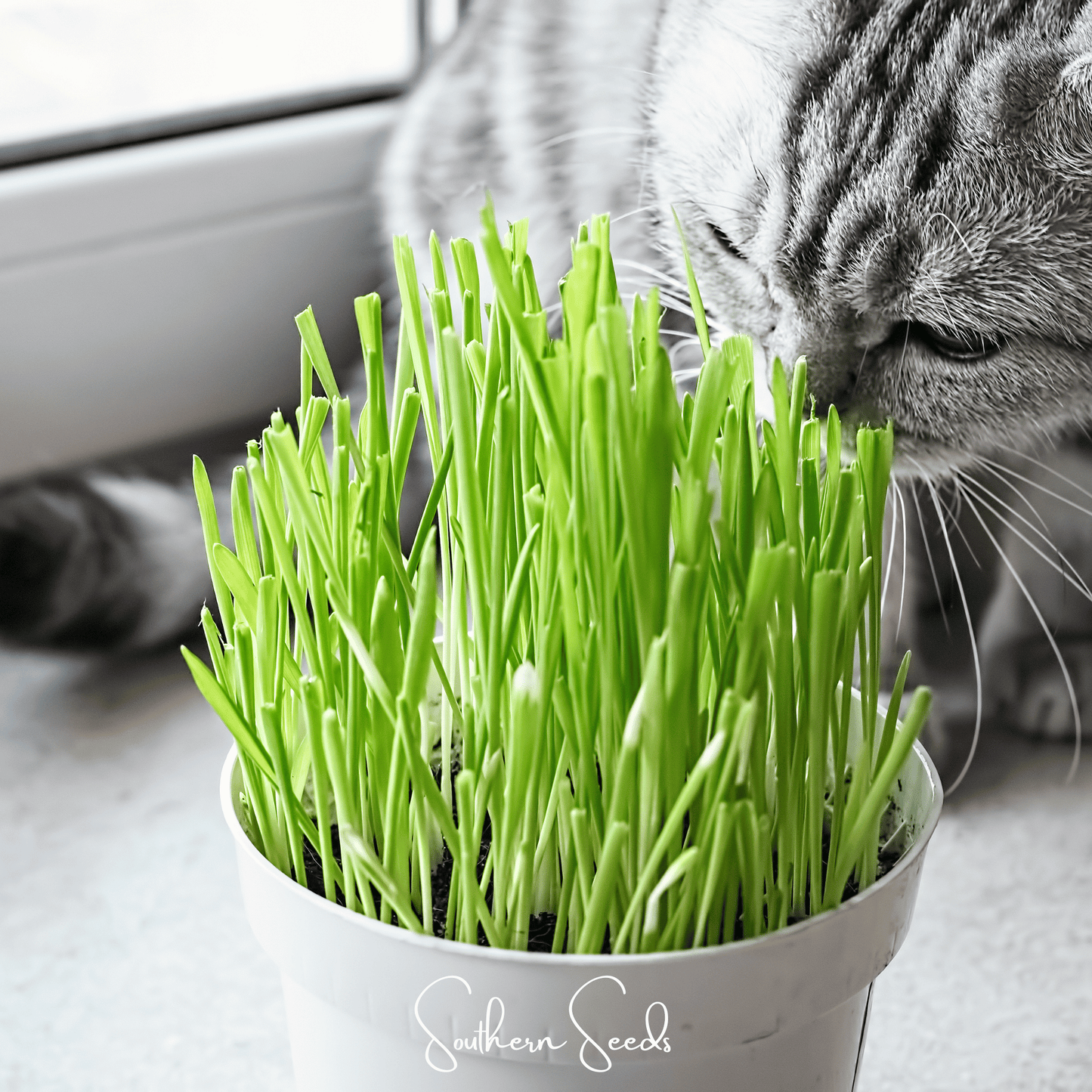 Cat Grass – 50 Seeds