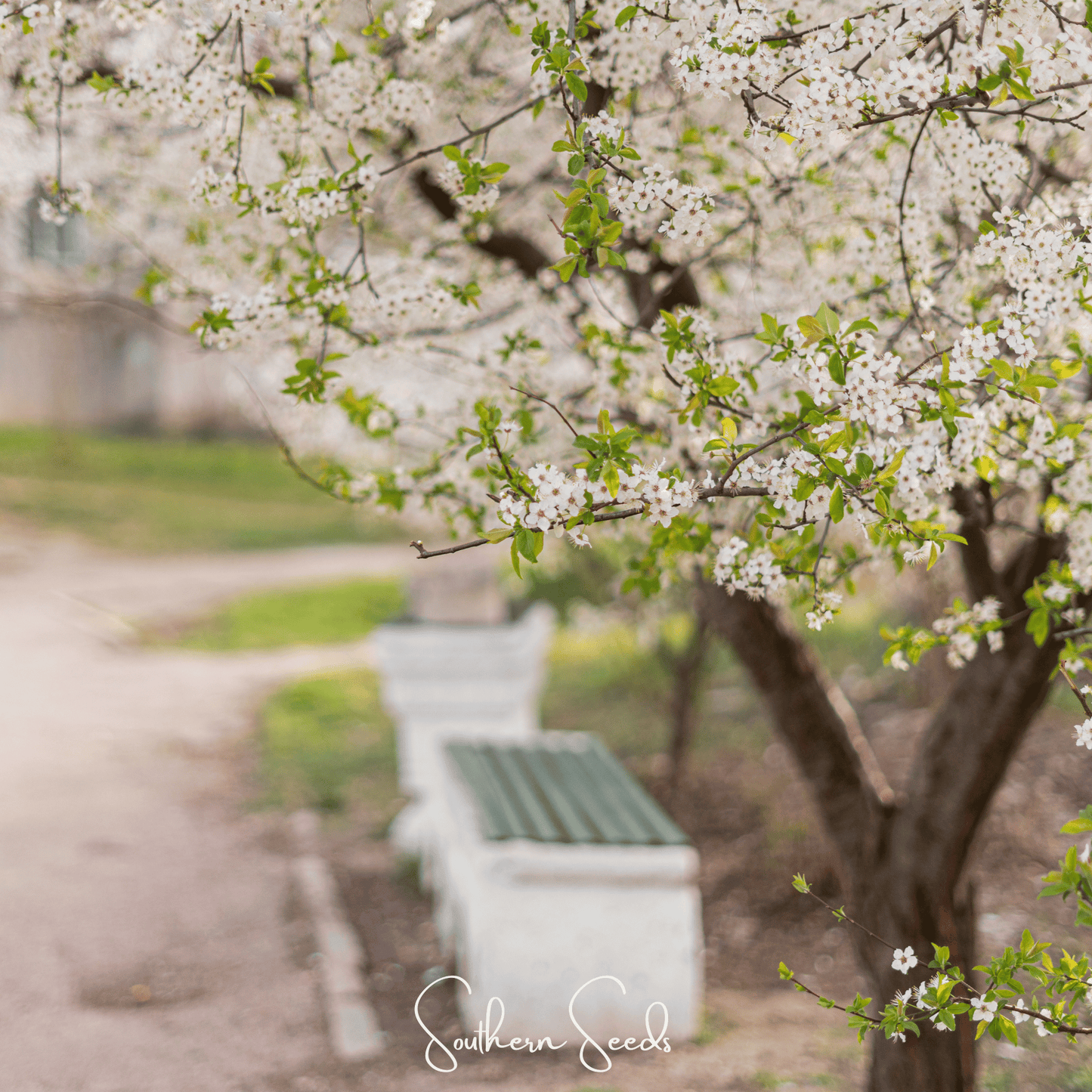 Cherry Plum – 5 Seeds