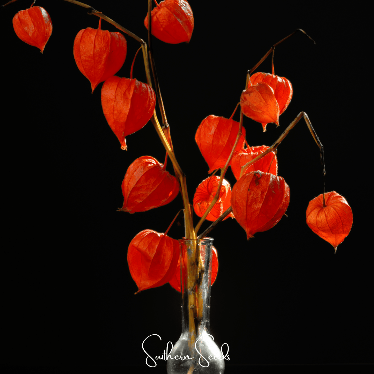 Chinese Lantern – 50 Seeds