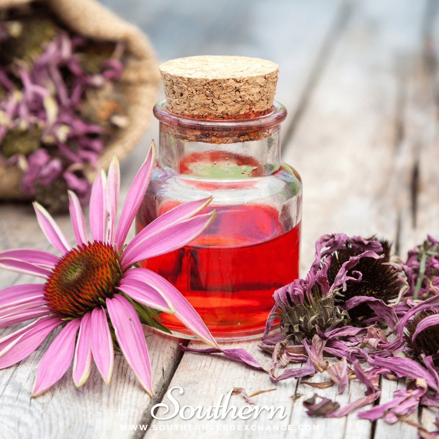 Purple Coneflower (Echinacea) – 100 Seeds