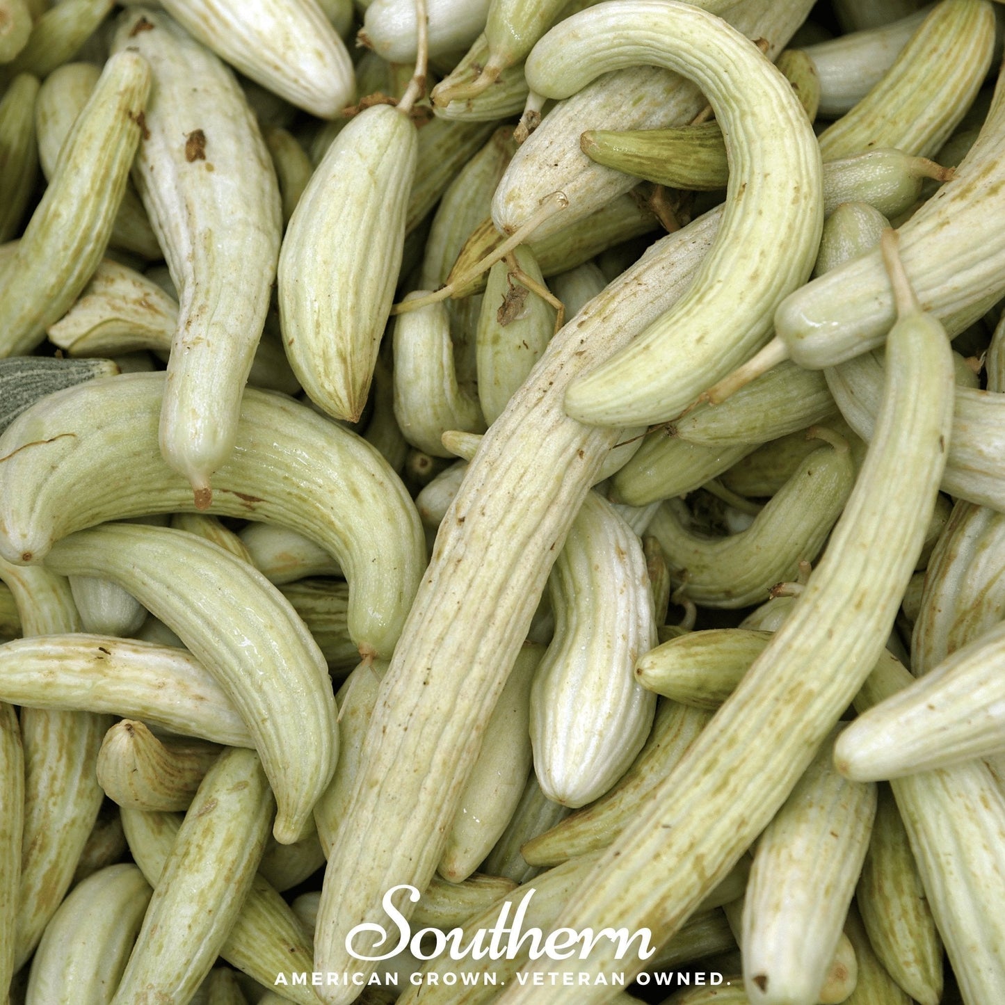 Armenian Yard-Long Cucumber – 30 Seeds