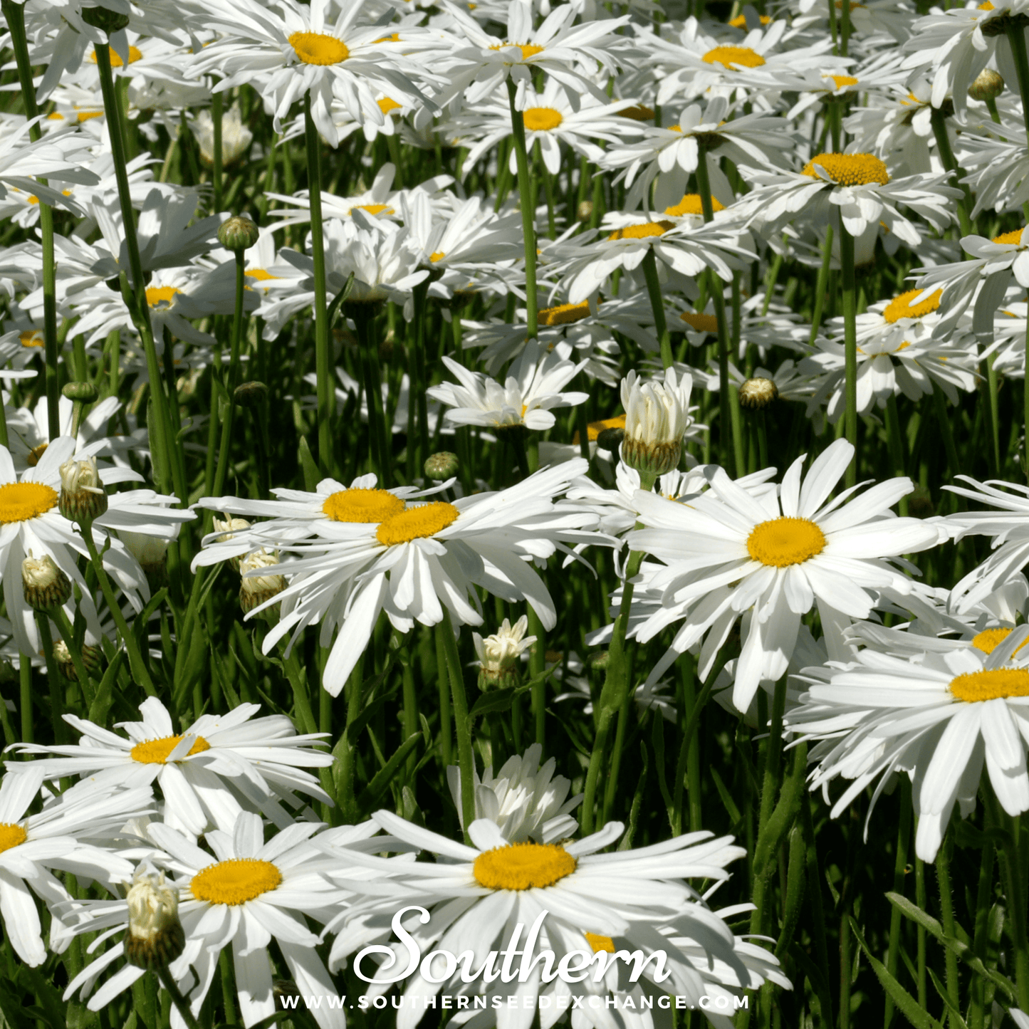 Alaska Shasta Daisy – 100 Seeds