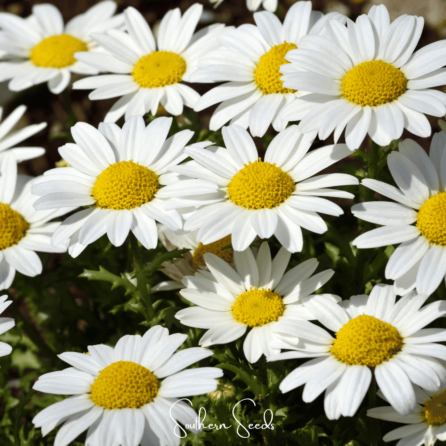 Creeping Daisy – 100 Seeds