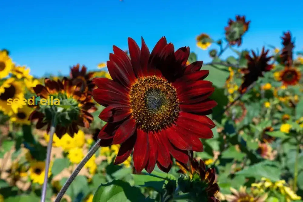 Dark Red Sunflower Seeds for Planting - Add Bold, Vibrant Blooms to Your Garden