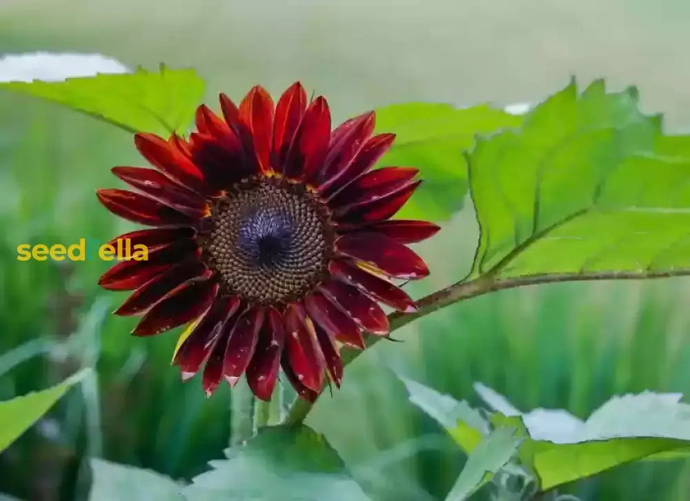 Dark Red Sunflower Seeds for Planting - Add Bold, Vibrant Blooms to Your Garden