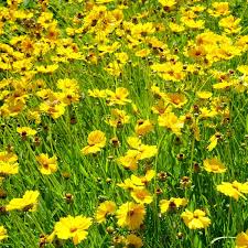 Coreopsis lanceolata Flower Seeds for Planting – Heirloom & Non-GMO Perennial Blooms for Pollinator Gardens & Wildflower Meadows