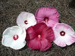 Mixed Luna Hibiscus Moscheutos Flower Seeds for Planting - Hardy Swamp Rose Mallow for Garden & Wetlands, Easy to Grow Perennial