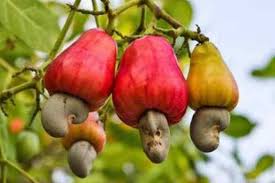 Cashew Apple Seeds for Planting – Heirloom, Non-GMO, Tropical Fruit Tree with Edible Apple & Nut for Home Garden