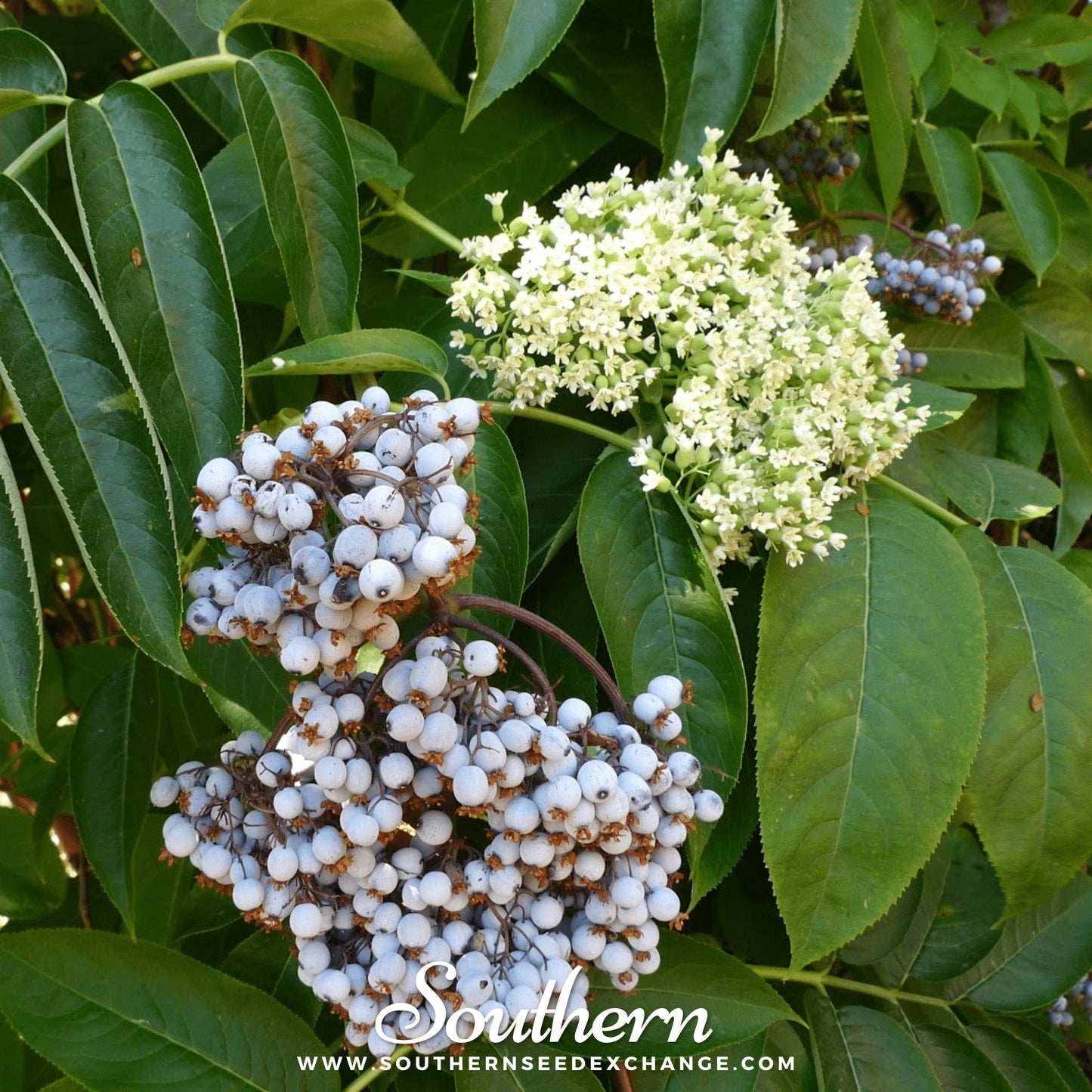 Blue Elderberry – 50 Seeds