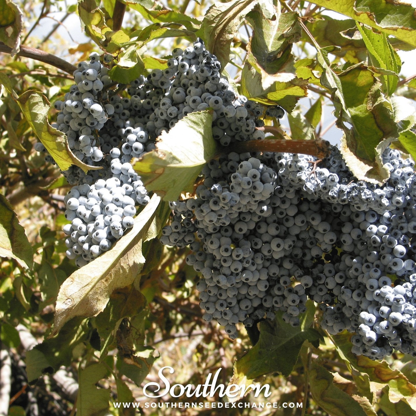 Blue Elderberry – 50 Seeds