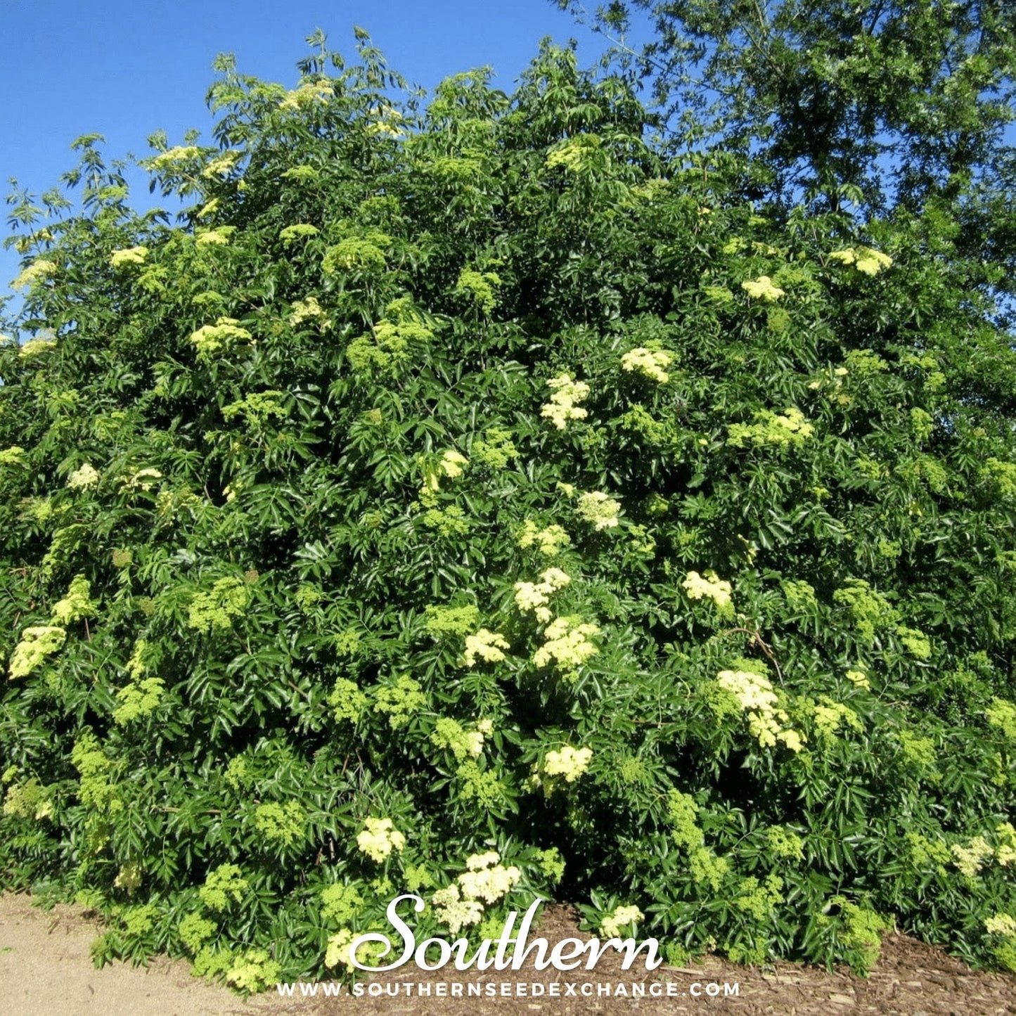 Blue Elderberry – 50 Seeds