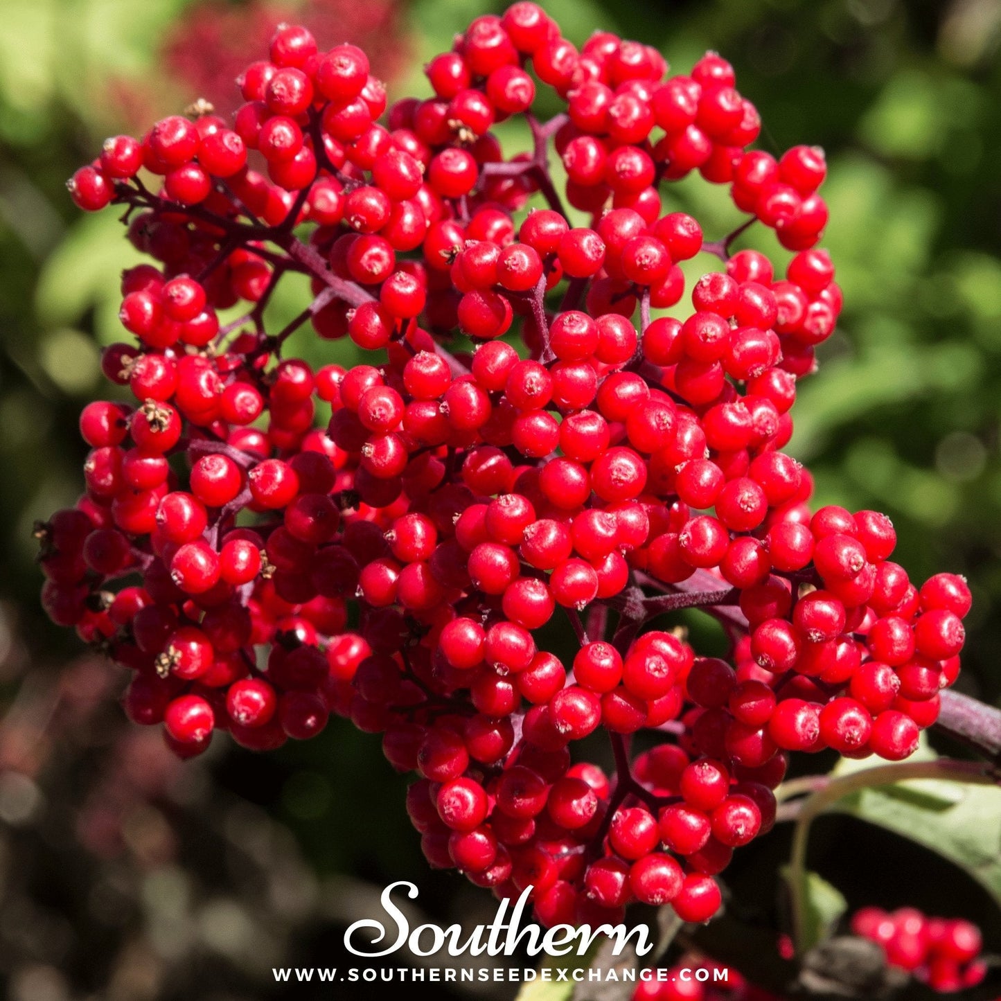 Red Elderberry – 50 Seeds