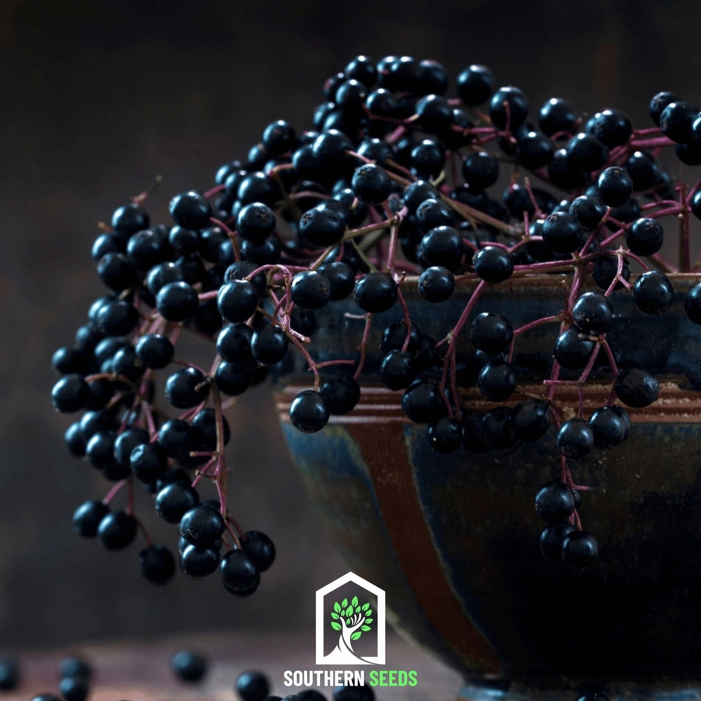Elderberry Seed Collection (American Black • Red • Blue)