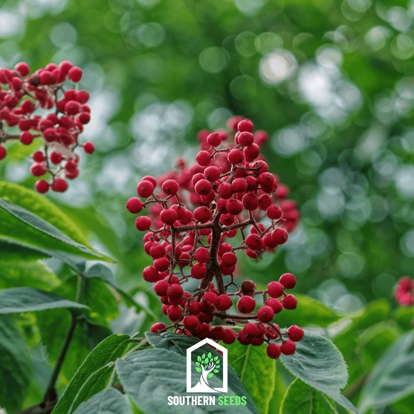 Elderberry Seed Collection (American Black • Red • Blue)