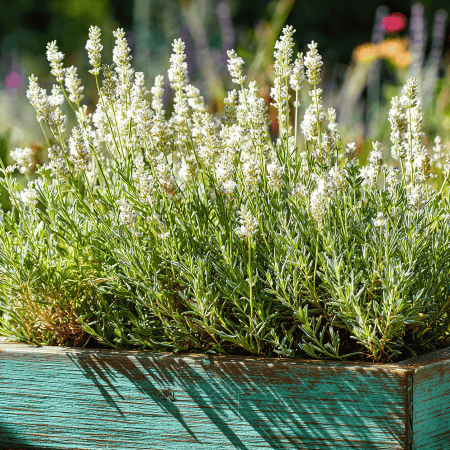 Ellagance Snow Lavender – 20 Seeds