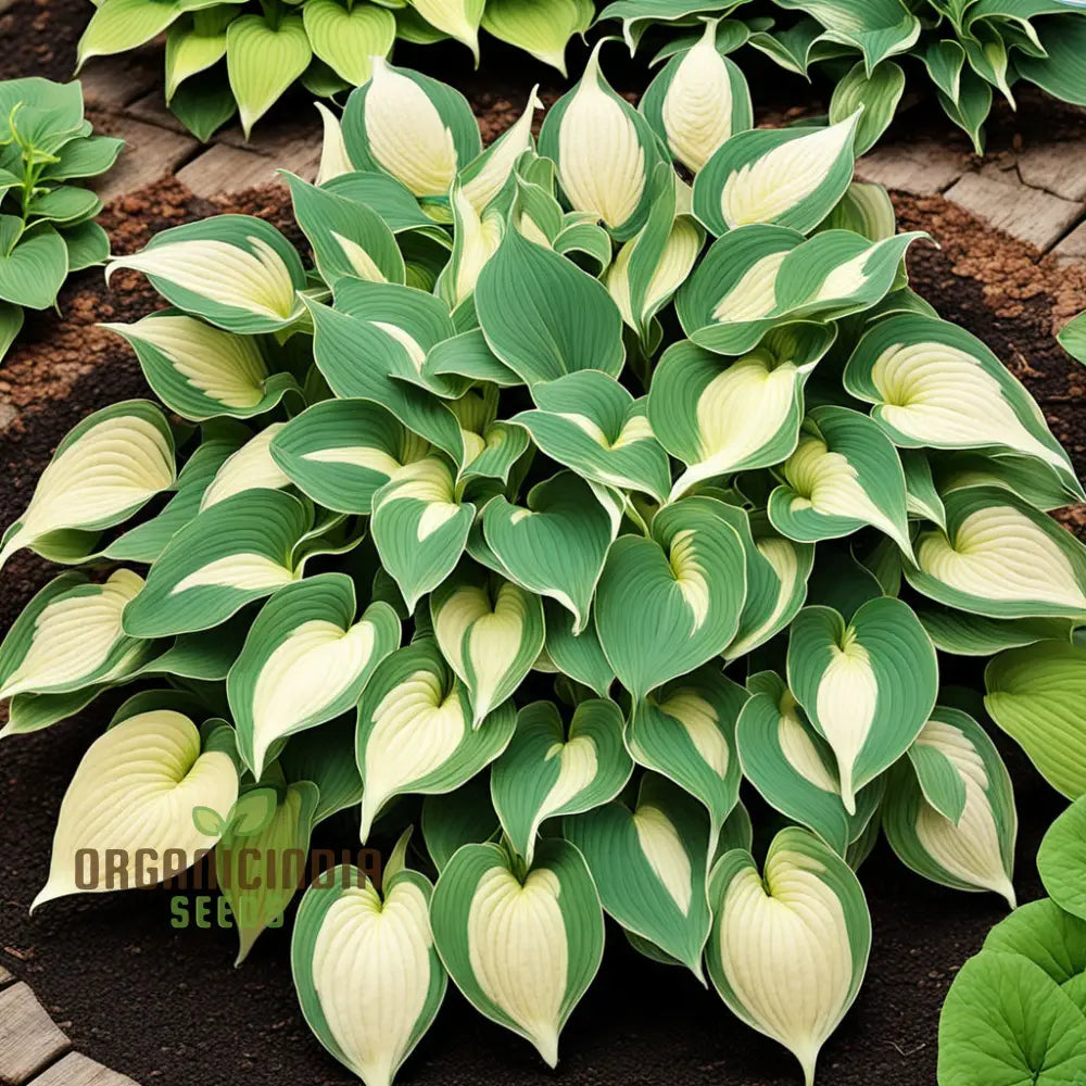 Exquisite Premium Hosta Plant Seeds, Elevate Your Garden with Stunning Beauty, Premium Seeds for Planting