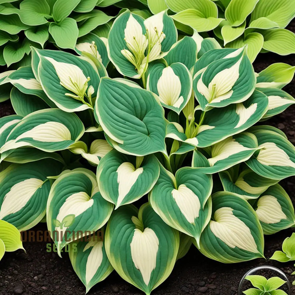 Exquisite Premium Hosta Plant Seeds, Elevate Your Garden with Stunning Beauty, Premium Seeds for Planting