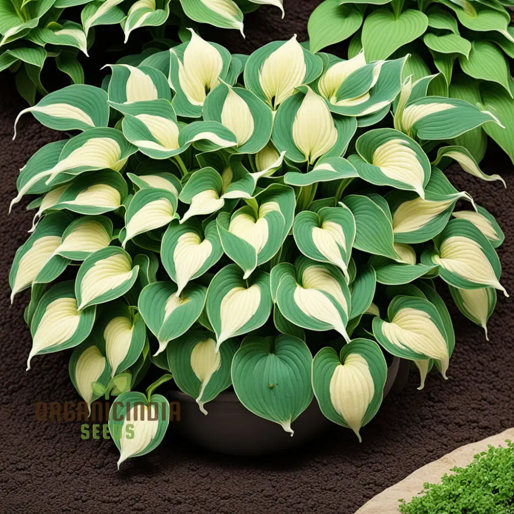Exquisite Premium Hosta Plant Seeds, Elevate Your Garden with Stunning Beauty, Premium Seeds for Planting