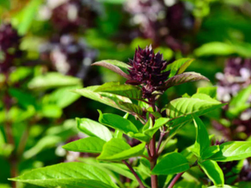 Thai Basil Herb Seeds for Planting – Heirloom, Non-GMO, High Germination Organic Garden Seeds for Culinary Use