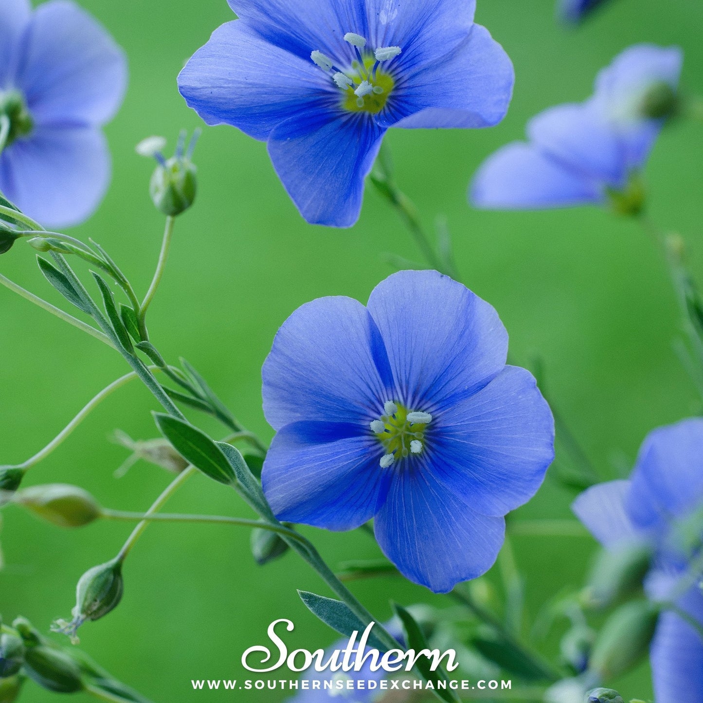 Blue Flax – 100 Seeds