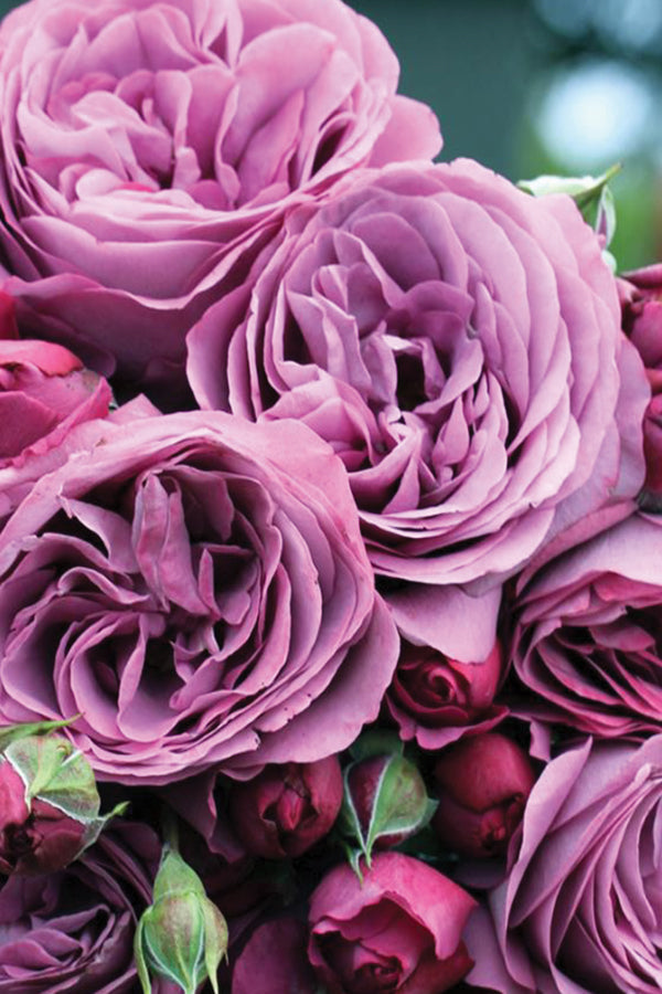 Plum Perfect Rose 1.5 Gallon Pot Fragrant Purple Rose Plant