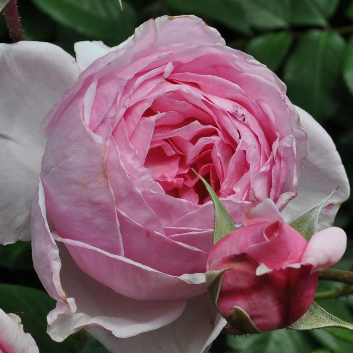 Kiss Me Kate Climbing Rose by Fresh Garden Living
