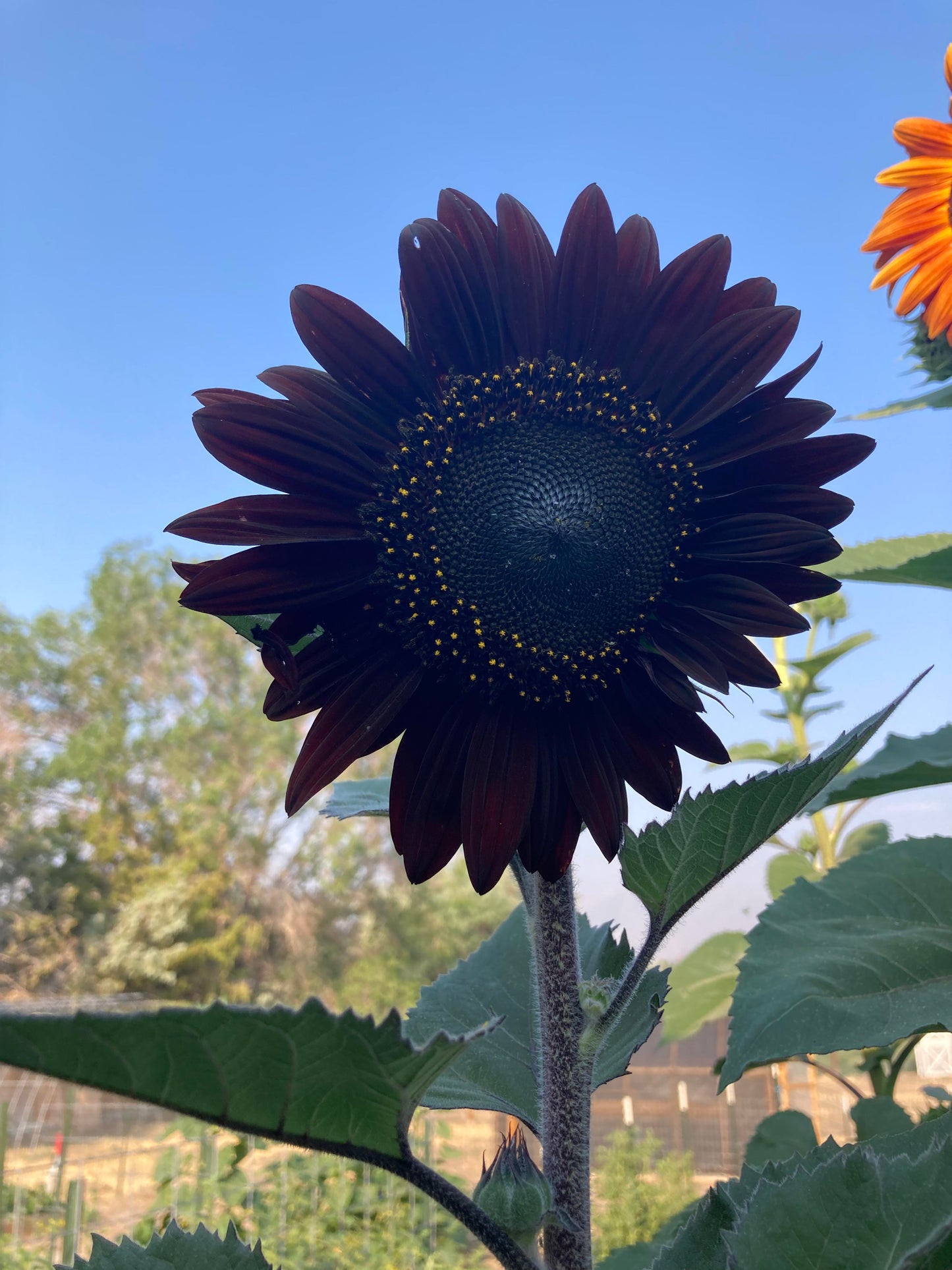 Fresh Deep Black Sunflower Seeds for Planting - Garden Growth for 50 Pcs