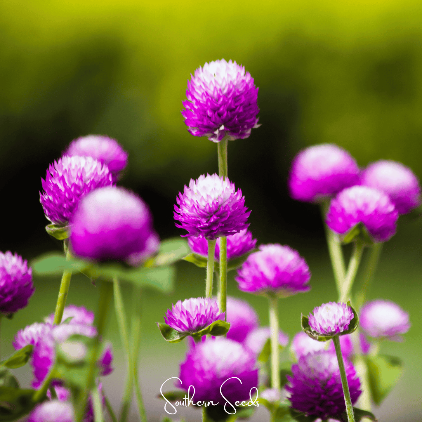 Globosa Mix Gomphrena – 50 Seeds