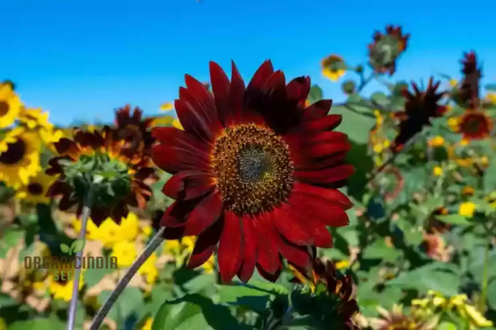 Grow Majestic Red Giant Sunflowers: The Ultimate Guide to Stunning Garden Blooms