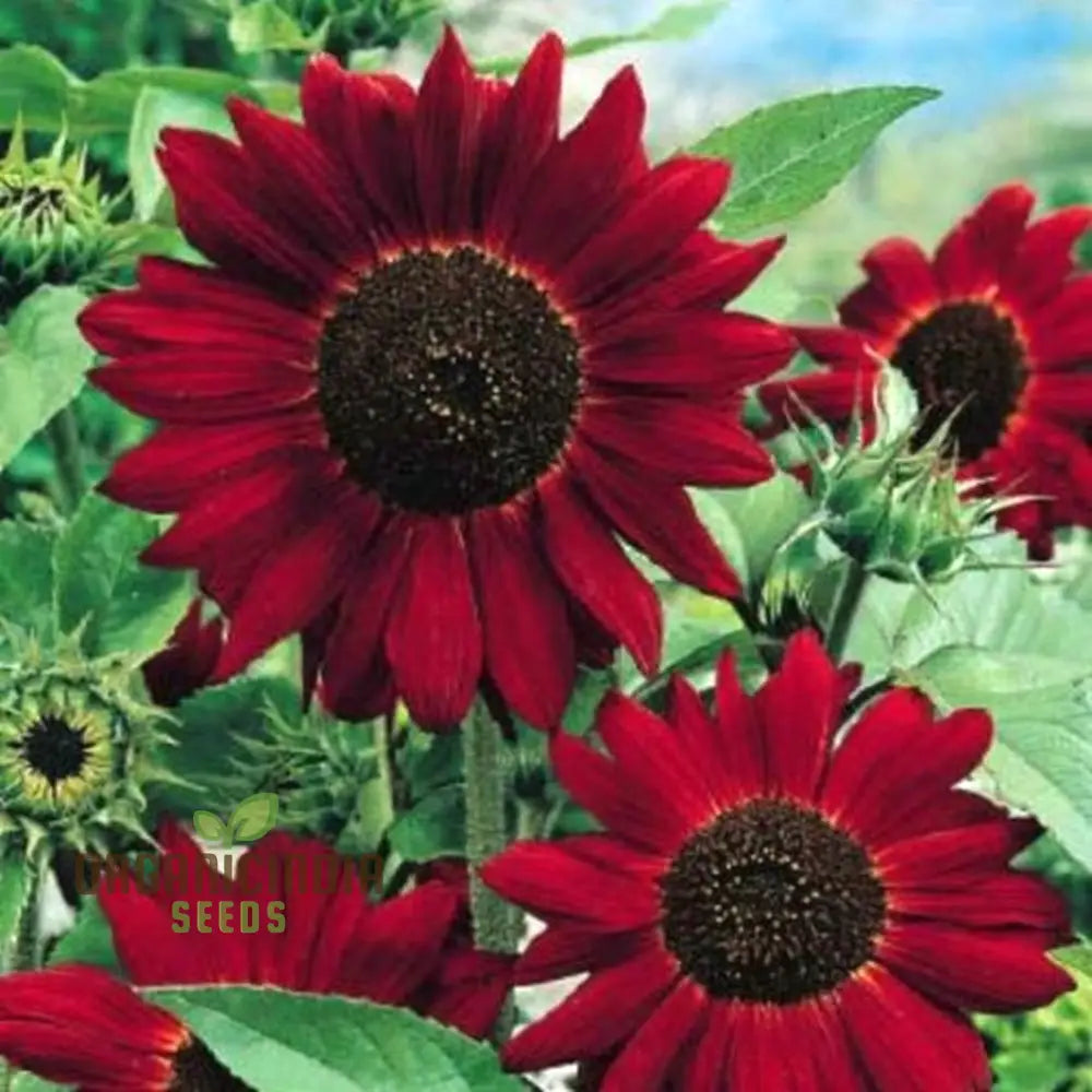 Grow Majestic Red Giant Sunflowers: The Ultimate Guide to Stunning Garden Blooms
